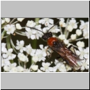 Dolerus sp - Blattwespe 10b 7mm.jpg